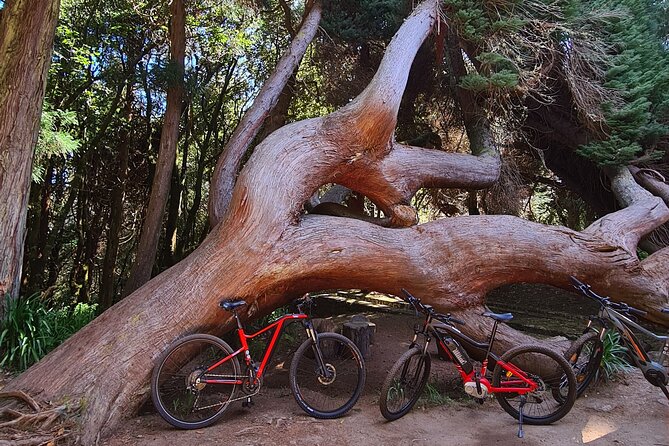 Levada da Camacha Trail by E-Bike - Camacha to Santo da Serra By E-Bike: The Big Idea