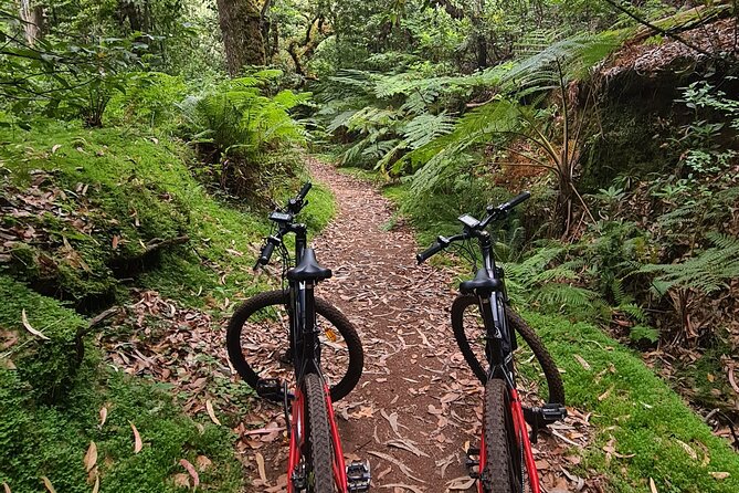 Levada da Camacha Trail by E-Bike - Price and Value: Is $84.69 a Fair Deal?