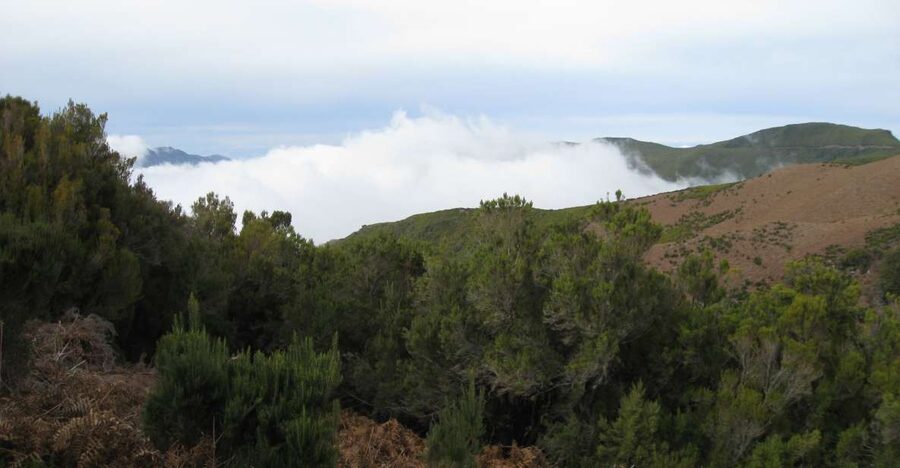 Levada do Alecrim (Madeira Lakes) Full-day walk - Walking the levada trails to Paul da Serra and the Madeira Lakes