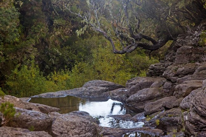 Levada do Alecrim - Rosemary Levada (Full Day Walk) - Meeting at Avenida Arriaga, then into the mountains by 9:00 am