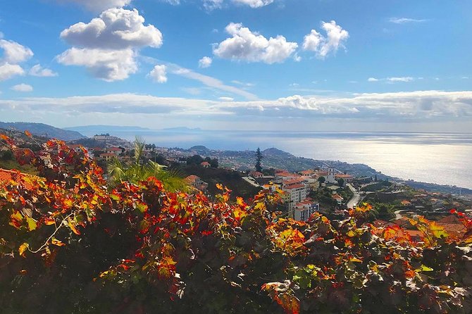 Levada do Norte - Walking Tour - The Guide Matters: Commentary, Botanic Details, and Sara’s Impact