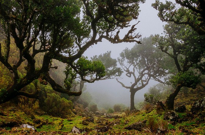 Levada do Rei PR18 Scenic Hike in Madeira with Transfer Service - What “round-trip transfer” really buys you on Madeira