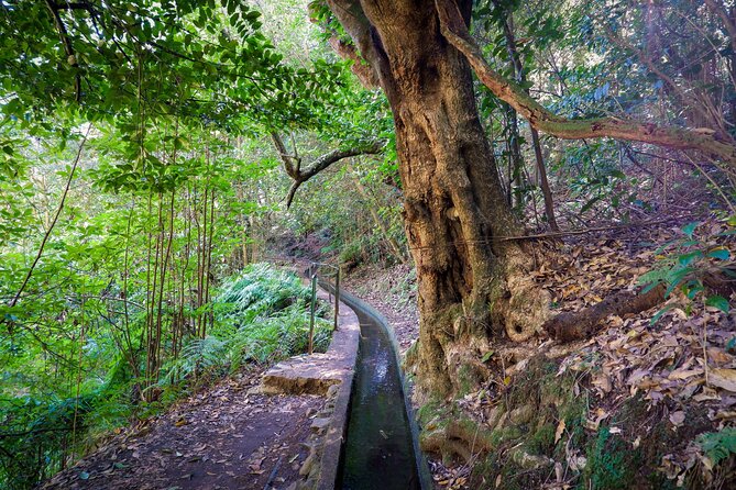 Levada do Rei (PR18) - Through Madeira's Majestic Laurissilva - Pickup and the van ride: logistics that affect your mood