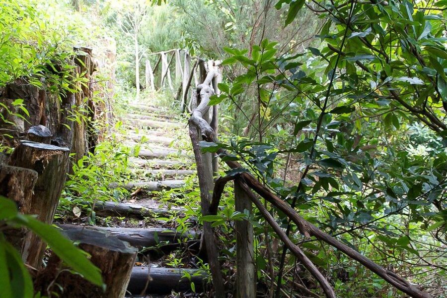 Levada Walk and Caldeirao Verde Waterfalls: Madeira - If Weather Hits: Staying Flexible Without Losing the Day
