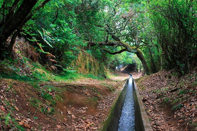 Levada Walk from Ribeiro Frio to Portela - Key highlights and practical wins