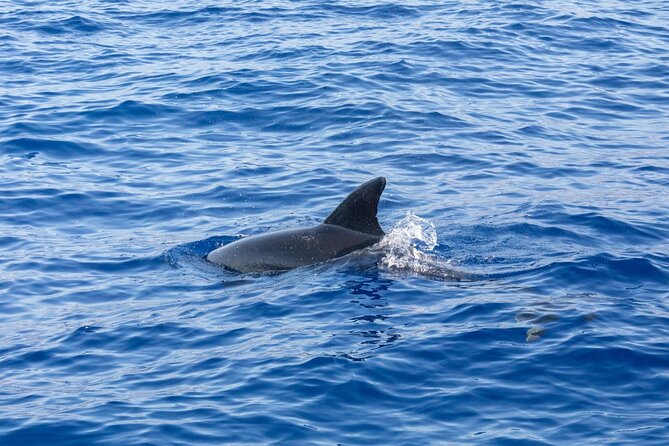Living Sea Boat Trip in Madeira from Funchal - Wildlife watch without the pressure: whales, turtles, and flying fish