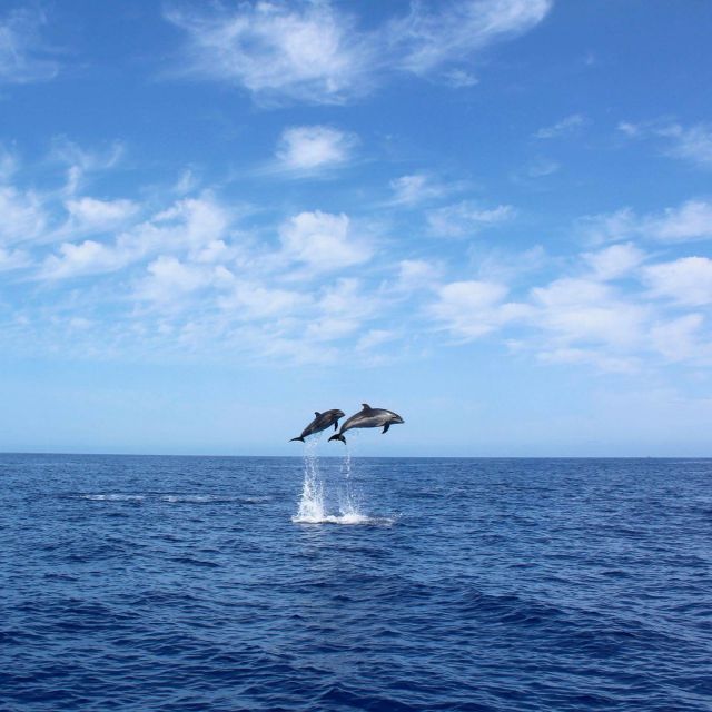 Madeira: 2.5-Hour Whale and Dolphin-Watching Cruise - Key highlights you will care about