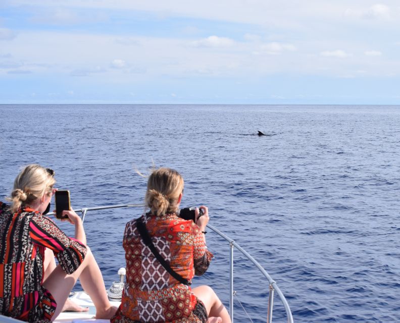 Madeira: 2.5-Hour Whale and Dolphin-Watching Cruise - Why this cruise feels more personal than a typical whale boat