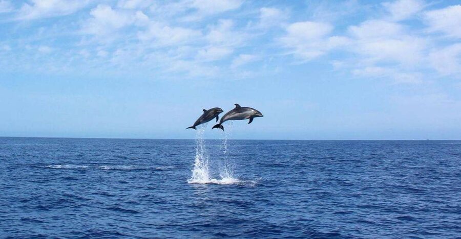Madeira: 2.5-Hour Whale and Dolphin-Watching Cruise - The dolphin and whale watch along Madeira’s southwest coast
