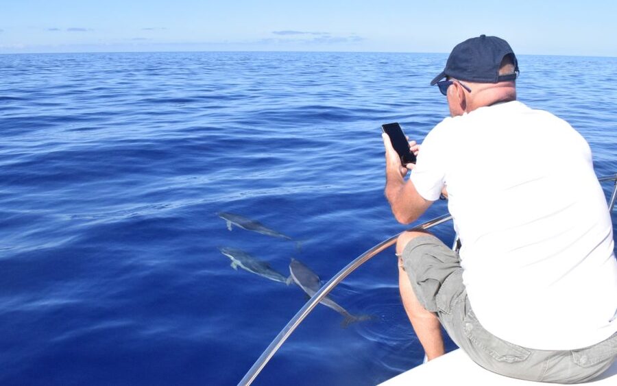 Madeira: 2.5-Hour Whale and Dolphin-Watching Cruise - Price and value: what $81 covers and why it adds up