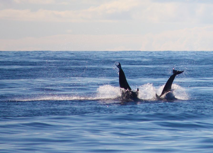 Madeira: 2.5-Hour Whale and Dolphin-Watching Cruise - Who should book this Madeira whale cruise (and who should skip it)
