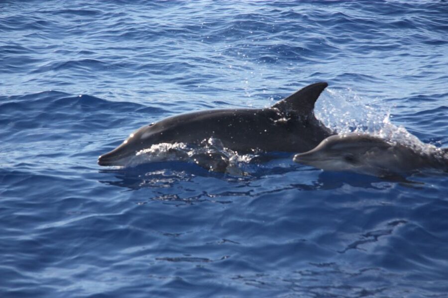 Madeira: 2.5-Hour Whale and Dolphin-Watching Cruise - The simple decision: should you book this cruise?