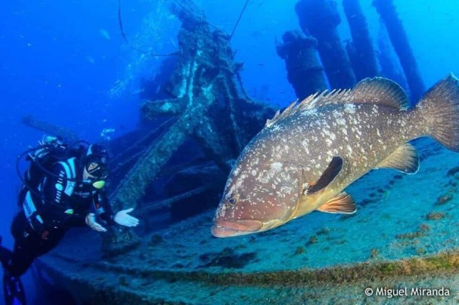 Madeira: 4-hour Scuba Dive from Porto Santo Island - Porto Santo Island, the Calm Side of Madeira