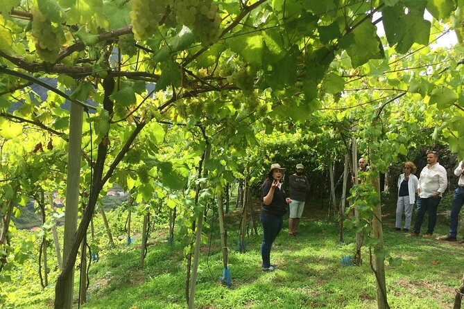 Madeira 4x4 Tour and Wine Tasting Experience - 4x4 thrills, cliff views, and a wine stop that actually feels like a reward