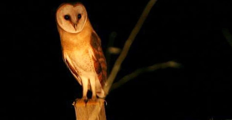 Madeira: Barn Owl Watching - Why Night Barn Owl Watching Feels So Different in Madeira
