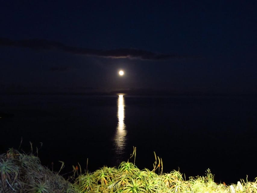 Madeira: Barn Owl Watching - Language and Learning: English Naturalist Guidance