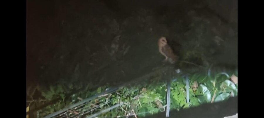 Madeira: Barn Owl Watching - Rules That Protect the Experience (and How to Think About Them)