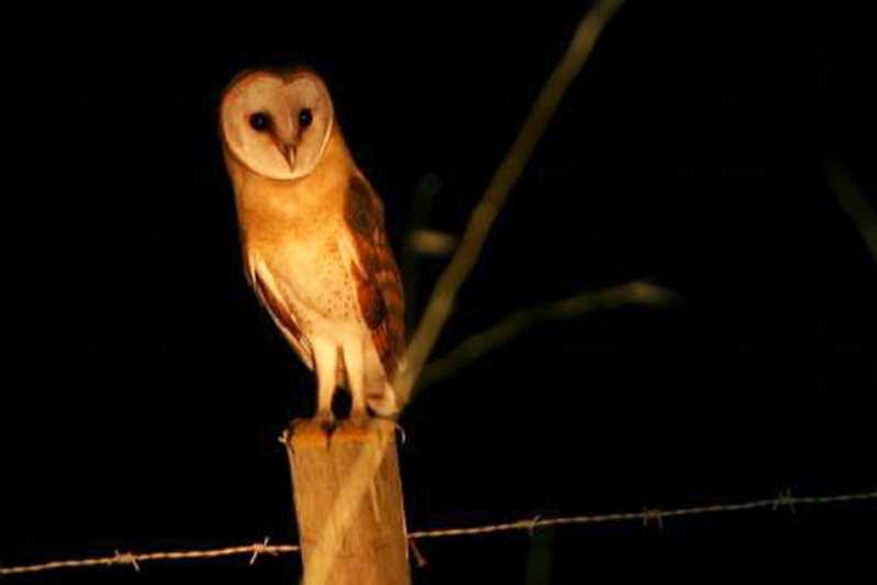 Madeira: Barn Owl Watching - Your 3.5-Hour Plan: Roaming, Listening, and Patient Watching