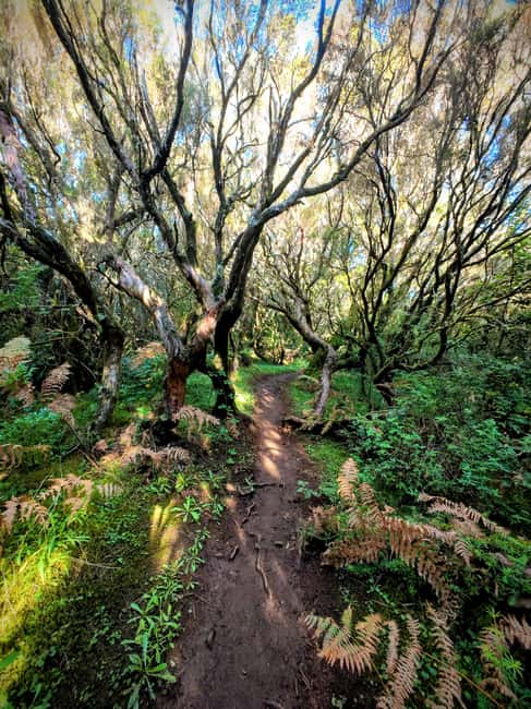 Madeira: Bica da Cana to Encumeada Guided Hike with Pickup - Tunnels through rock: fun, but bring the right gear