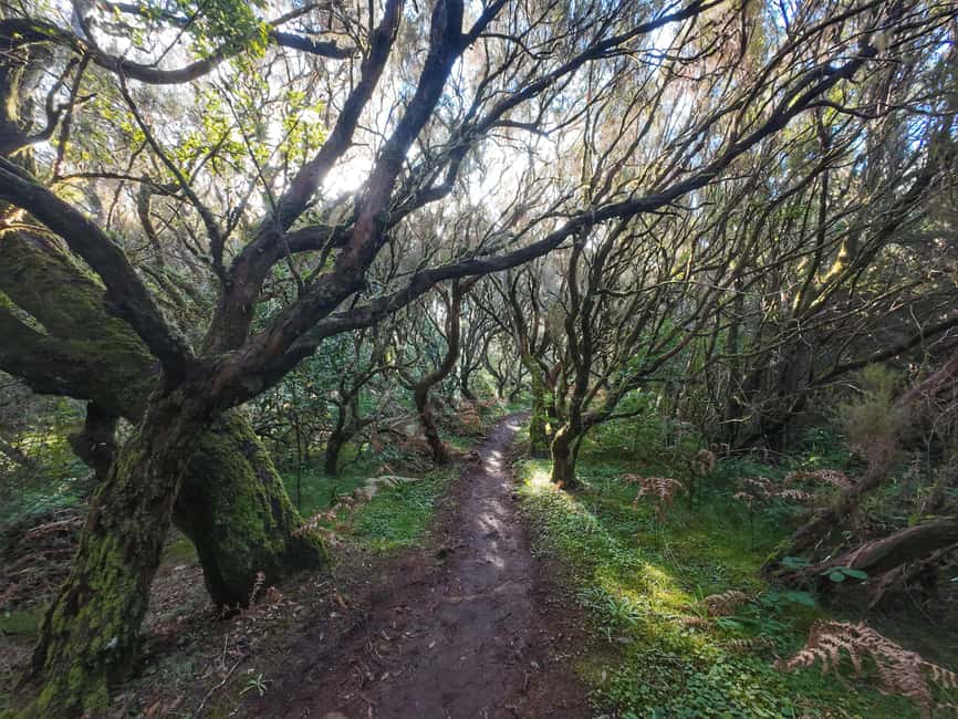 Madeira: Bica da Cana to Encumeada Guided Hike with Pickup - Who should book, and who should skip this one