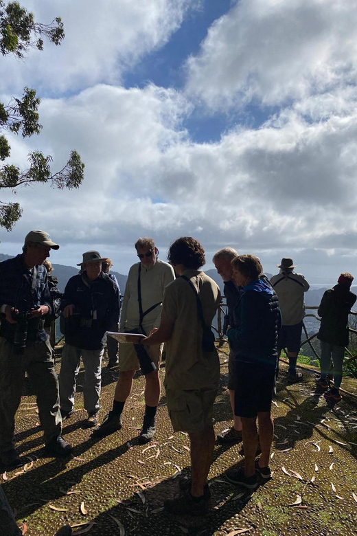 Madeira: Birdwatching - The Endemics - Key things to know before you go