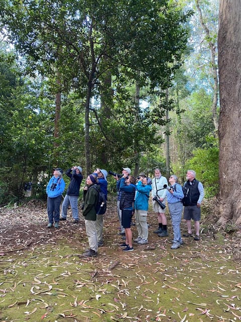 Madeira: Birdwatching - The Endemics - Price and What You’re Really Paying For