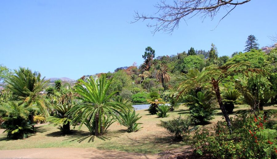 Madeira: Botanical Garden in a Tuk-Tuk Tour - Tuk-Tuk to the Botanical Garden: What Makes This Worth It