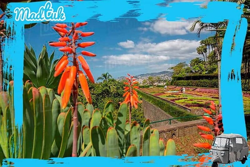 Madeira: Botanical Gardens + Old Town Tuk-Tuk Tour by MadTuk - Old Town (Zona Velha) and the Farmers Market: Small Pass-By Stops with Local Texture