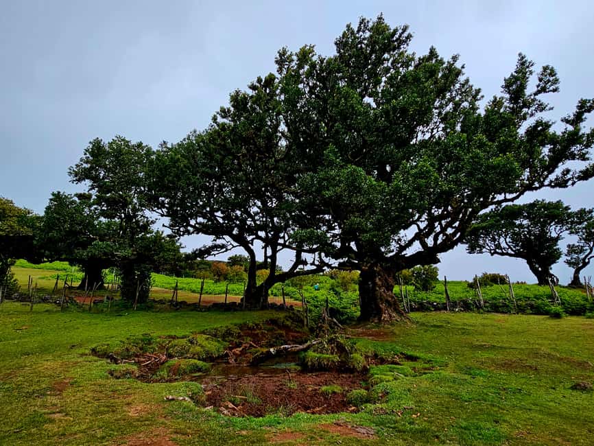 Madeira: Comfortable private tour with views and local guide (up to 4 people) - The viewpoints that shape the whole day: Cabo Girão and Pico do Areeiro