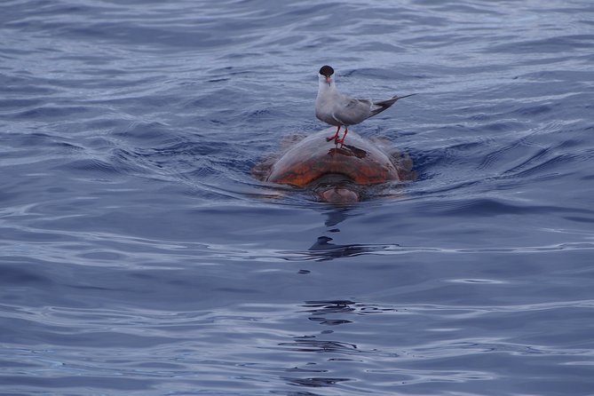 Madeira Dolphin and Whale Watching on a Ecological Catamaran - FAQ