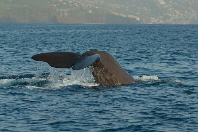 Madeira Dolphin & Whale Watching Tour - Where You Meet Ventura Nature Emotions in Funchal