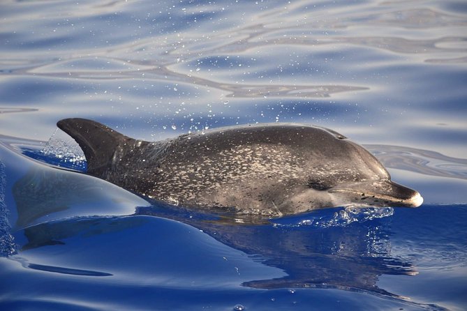 Madeira Dolphin & Whale Watching Tour - How the Search Works: From Coastal Views to Whale and Dolphin Sightings