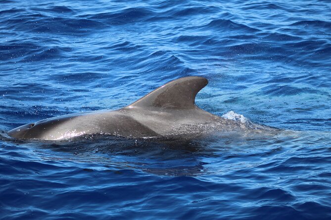 Madeira Dolphin & Whale Watching Tour - Crew Style and Safety: Skipper Skills Plus Onboard Marine Facts