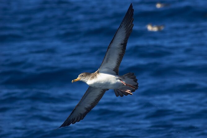 Madeira Dolphin & Whale Watching Tour - The Sea Views: Madeira From Water Level, Not From a Viewpoint