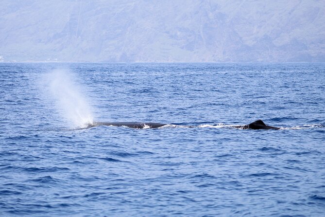 Madeira Dolphin & Whale Watching Tour - Price and Value: Is $58.05 Worth It?
