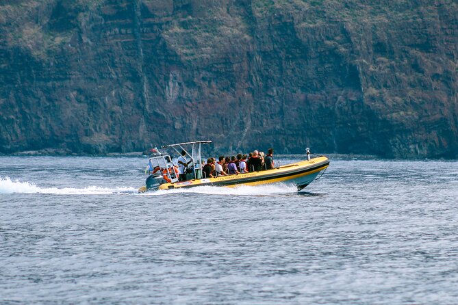 Madeira Dolphin & Whale Watching Tour - Who This Tour Suits Best (and Who Might Reconsider)