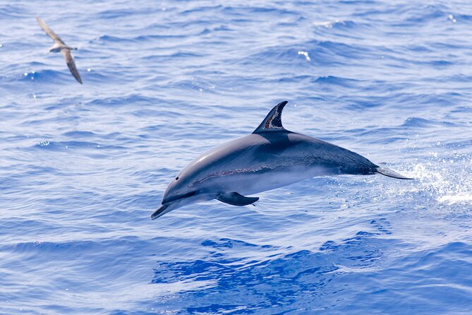 Madeira Dolphin & Whale Watching Tour - The Real Timing: A Fast 2.5 Hours on a Semi-Rigid RIB