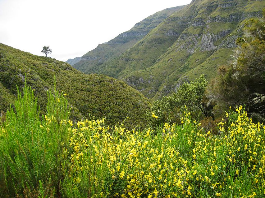 Madeira: Enjoy a Guided Levada Walk in the Rabaçal Valley - The Levada descent: Paul da Serra to Levada do Risco