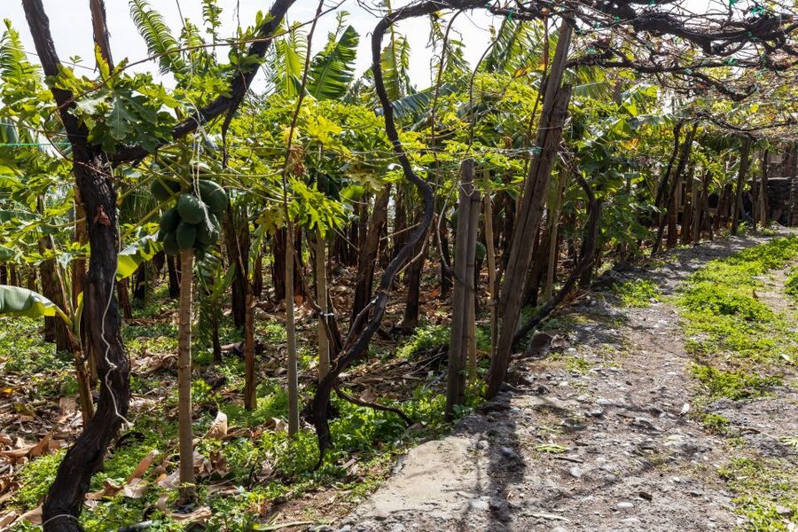 Madeira: Faja dos Padres Private Sightseeing Tour - Walking the crops: bananas, sugar cane, and fruit in a working setting