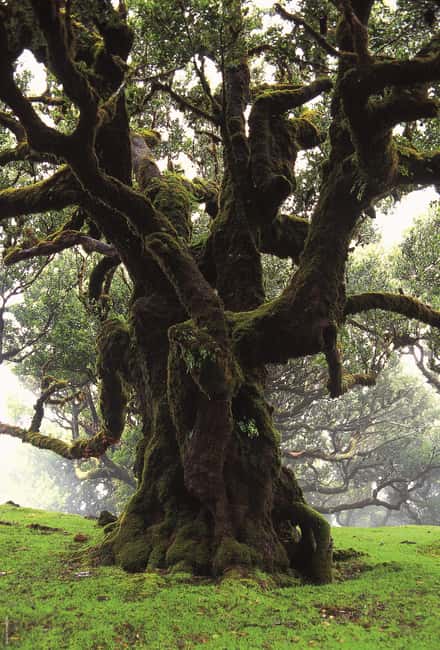 Madeira: Fanal Assobiadores Trail - Madeira’s Laurissilva Meets the Fanal Rest Reserve