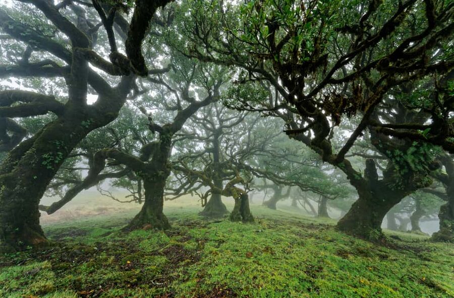 Madeira: Fanal Assobiadores Trail - How the 5 Hour Schedule Really Feels