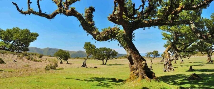 Madeira: Fanal Assobiadores Trail - Walking Among Century-Old Ocofea foefens Trees