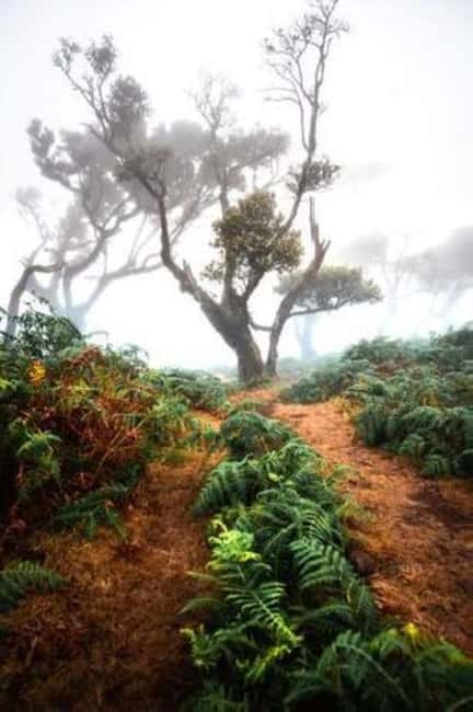 Madeira: Fanal Assobiadores Trail - Fanal’s Volcanic Crater Rest Reserve