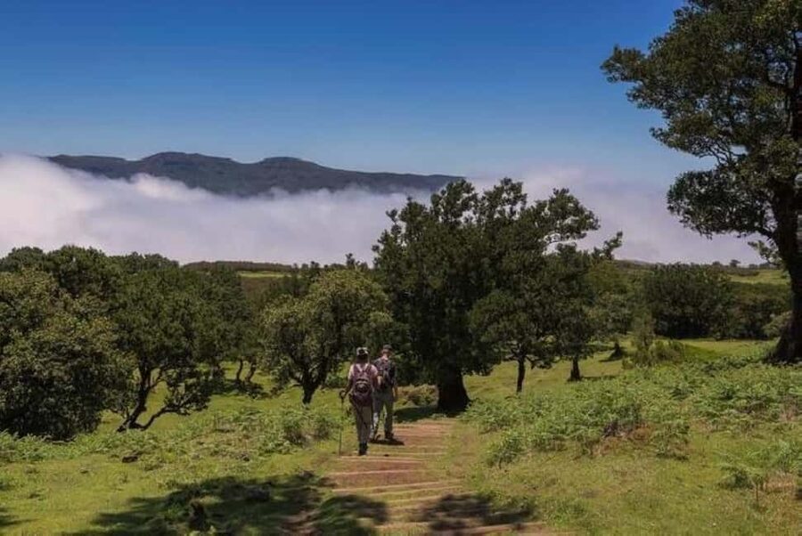 Madeira: Fanal Assobiadores Trail - Transport and Hotel Pickup That Makes This Easier