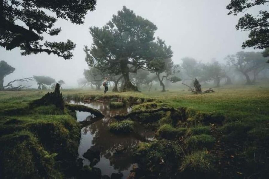 Madeira: Fanal Assobiadores Trail - Price and Value: Is $66 Worth It?