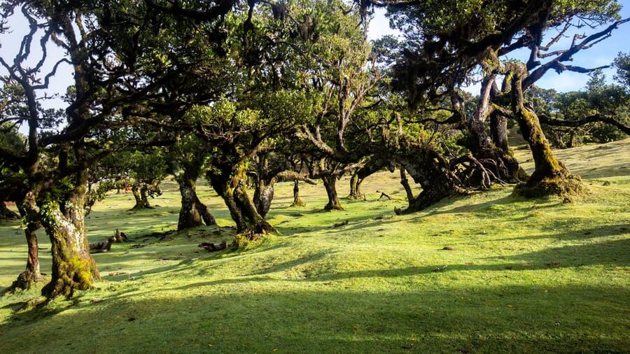 Madeira: Fanal Forest and Cabo Girão for Cruise Ship - Key Points You Will Care About