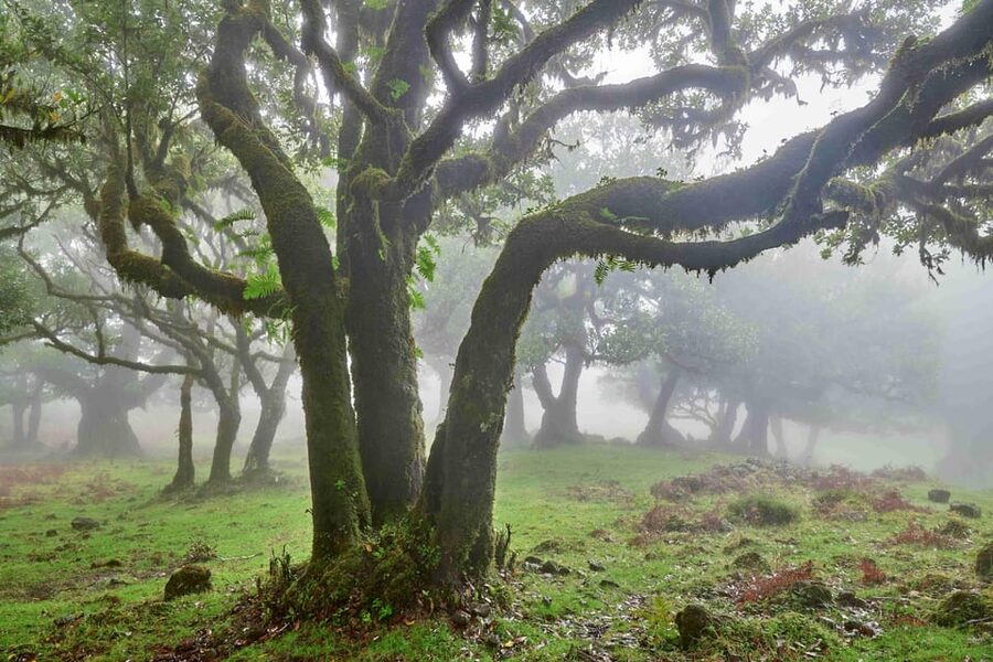 Madeira: Fanal Forest and Cabo Girão for Cruise Ship - From Pestana CR7 Funchal to the island’s north by electric car