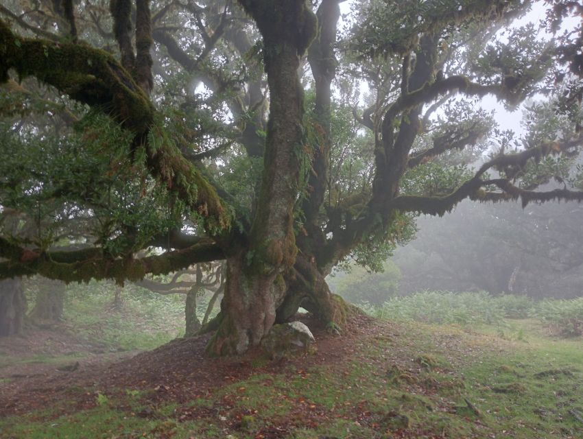 Madeira: Fanal Forest Guided Hiking Tour - Entering the Forest: Trees That Look Old Enough to Have Names