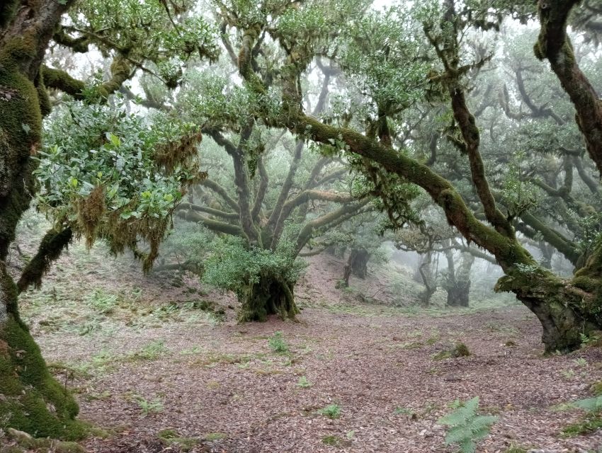 Madeira: Fanal Forest Guided Hiking Tour - Languages and Local Guidance: Getting Answers Without Feeling Lost