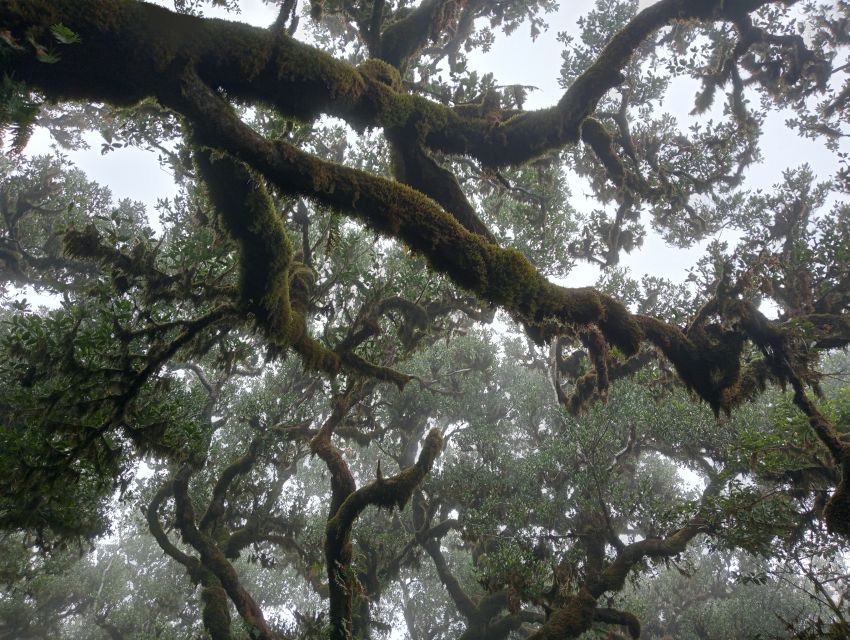 Madeira: Fanal Forest Guided Hiking Tour - Hotel Pickup to the Fanal Area: A Scenic Jeep Ride With Useful Commentary
